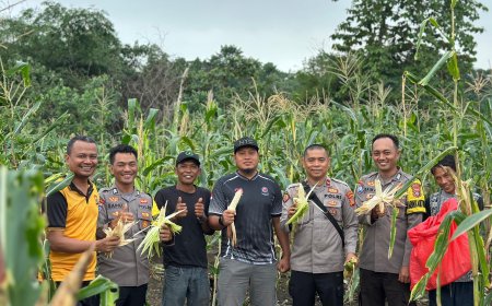 Polsek Bahodopi Dukung Ketahanan Pangan Lewat Kegiatan Panen Jagung Bersama Masyarakat